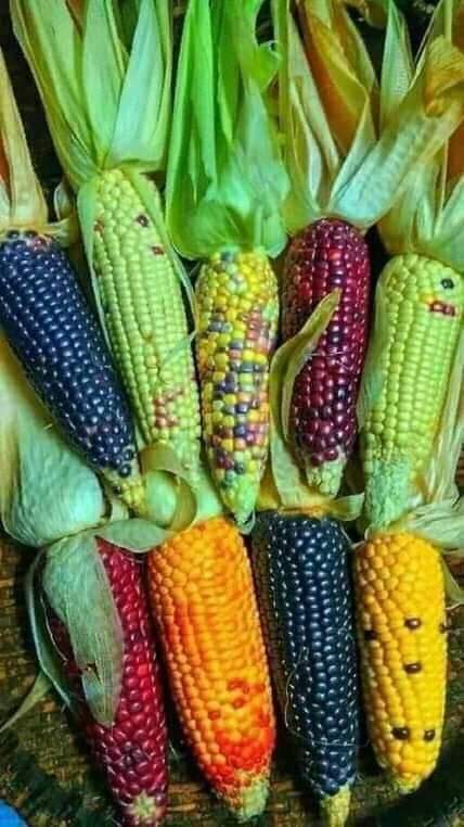 পাহাড়ি জুমে চাষ করা ভুট্টা