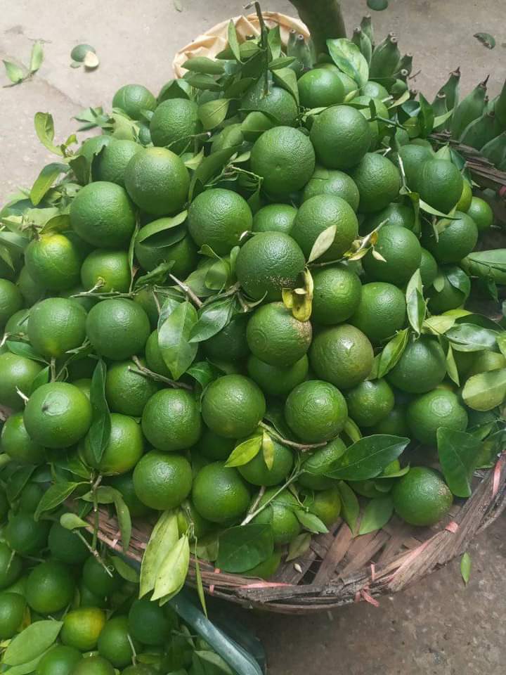 পাহাড়ি মাল্টা
