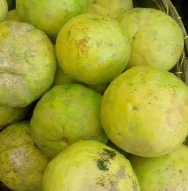 পাহাড়ি জাম্বুরা