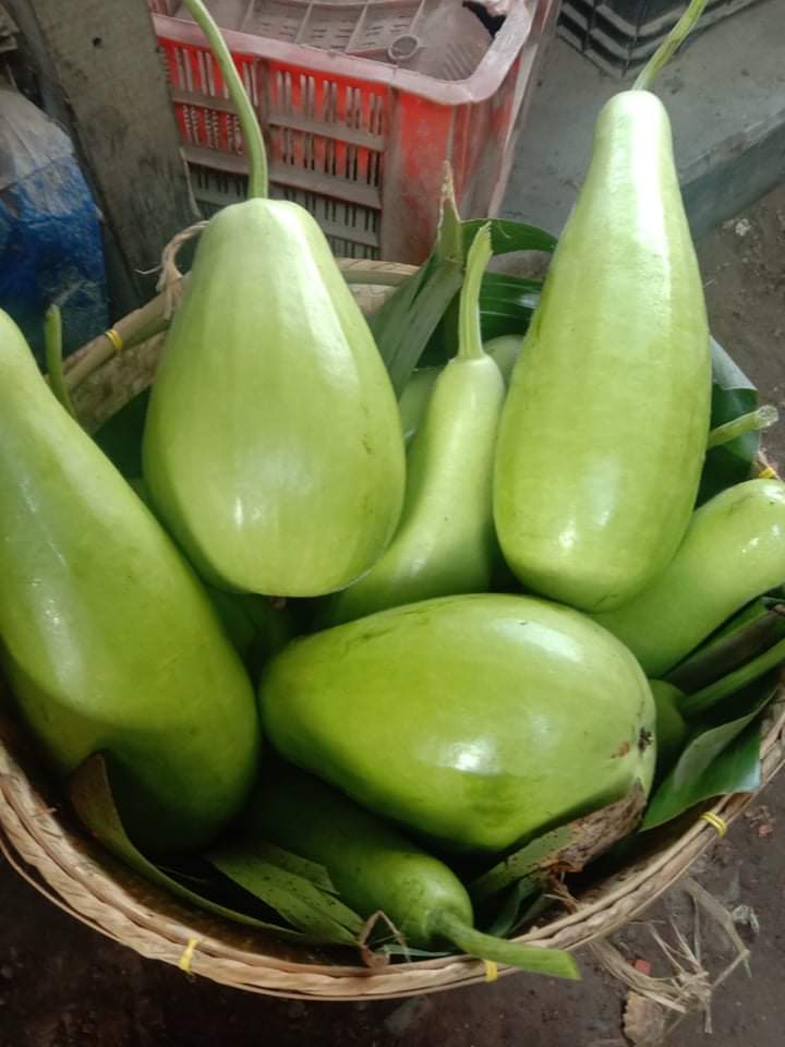পাহাড়ি লাউ