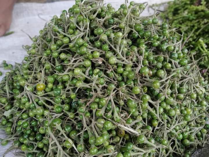 তিতা বিগোল