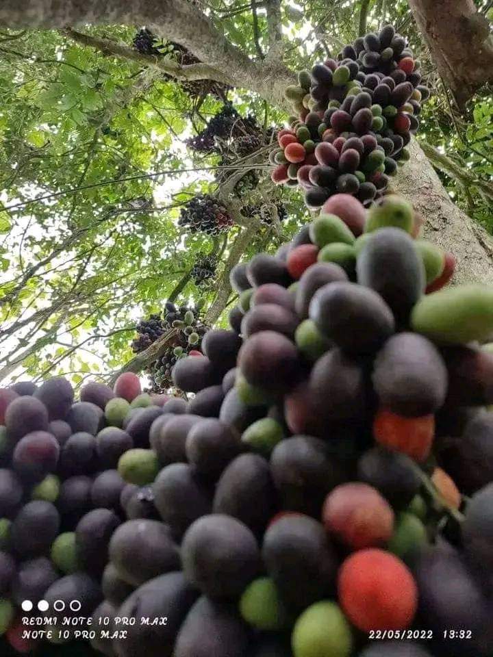 পাহাড়ি রক্তফল