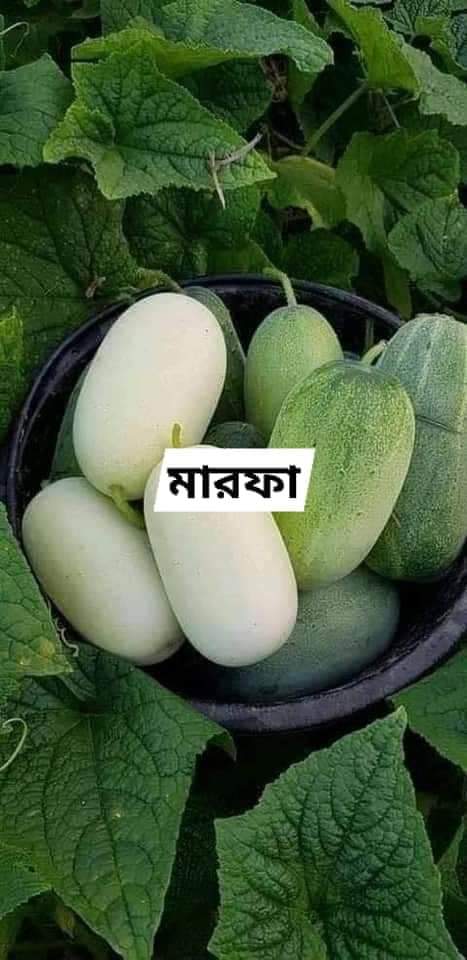 পাহাড়ি মারফা