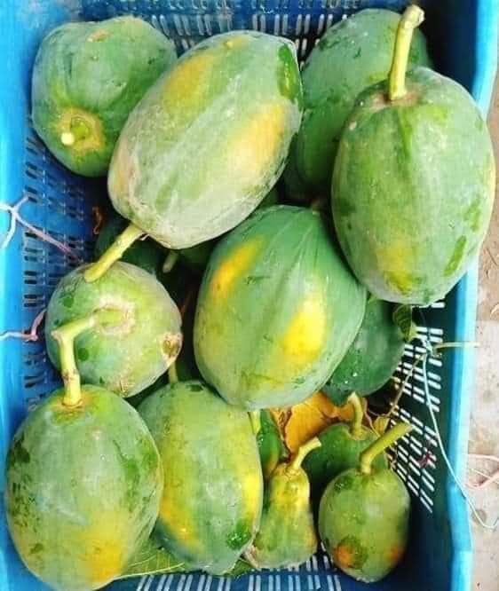 পাহাড়ি পেঁপে